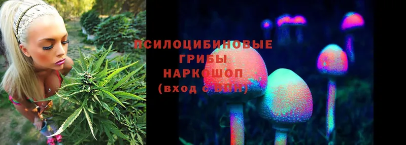 Псилоцибиновые грибы Psilocybe  Зима 